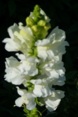 Lakeland Florida - Botanical Hollis Garden